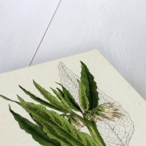 Symphytum Officinale Var. Genuinum Common Comfrey Var. A. by Anonymous