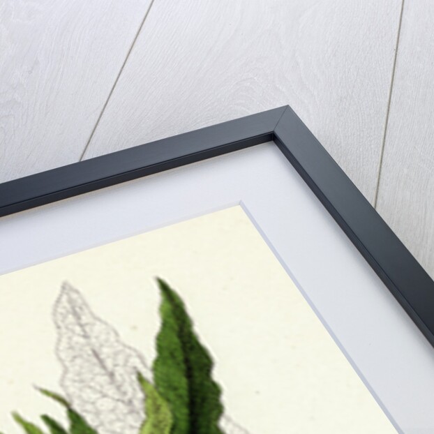 Symphytum Officinale Var. Genuinum Common Comfrey Var. A. by Anonymous