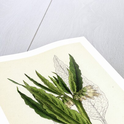 Symphytum Officinale Var. Genuinum Common Comfrey Var. A. by Anonymous