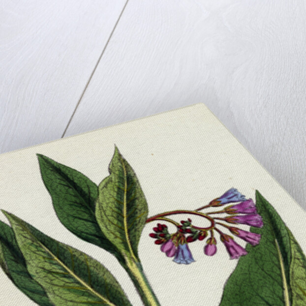 Symphytum Officinale Var. Patens Common Comfrey Var. B. by Anonymous