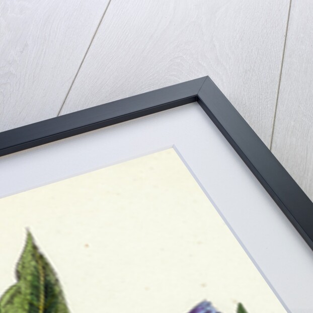 Symphytum Officinale Var. Patens Common Comfrey Var. B. by Anonymous