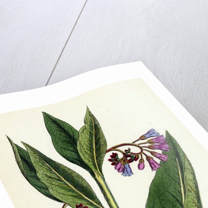 Symphytum Officinale Var. Patens Common Comfrey Var. B. by Anonymous