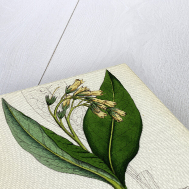 Symphytum Tuberosum Tuberous Comfrey by Anonymous