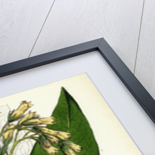 Symphytum Tuberosum Tuberous Comfrey by Anonymous