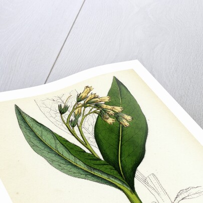 Symphytum Tuberosum Tuberous Comfrey by Anonymous