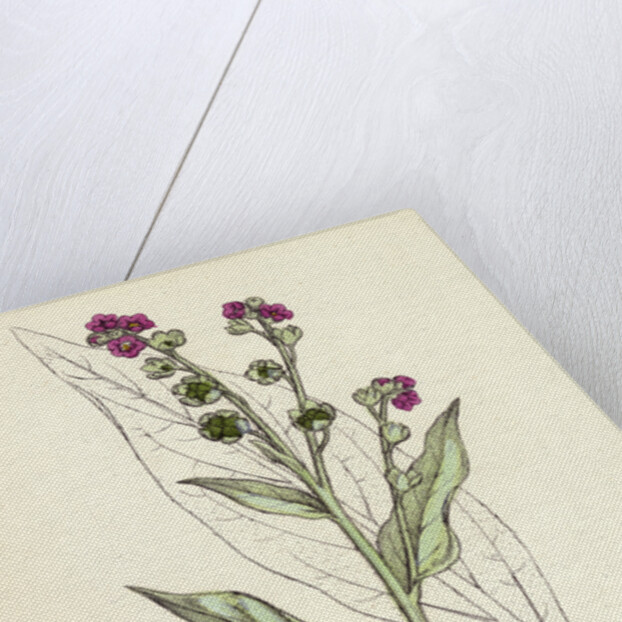 Cynoglossum Officinale Common Hound's-Tongue by Anonymous