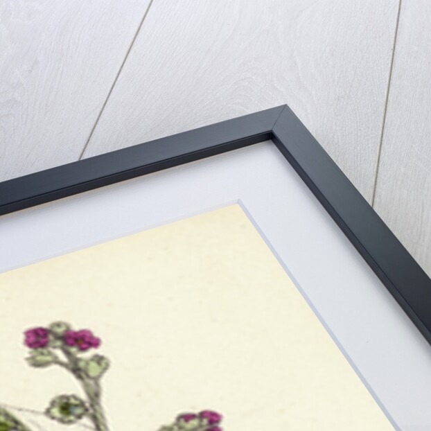 Cynoglossum Officinale Common Hound's-Tongue by Anonymous