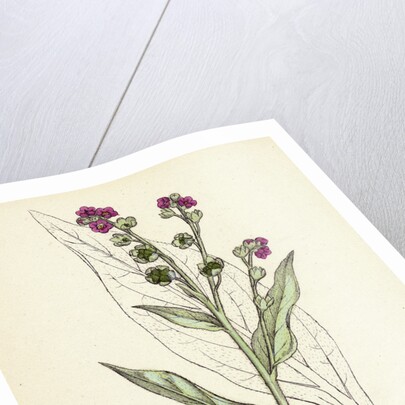 Cynoglossum Officinale Common Hound's-Tongue by Anonymous