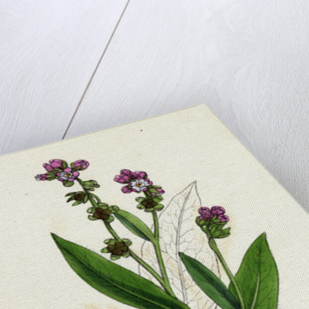 Cynoglossum Montanum Green-Leaved Hound's-Tongue by Anonymous