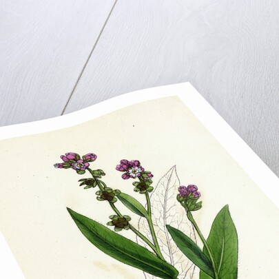 Cynoglossum Montanum Green-Leaved Hound's-Tongue by Anonymous