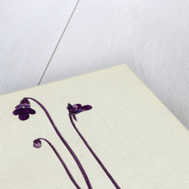 Pinguicula Vulgaris Common Butterwort by Anonymous