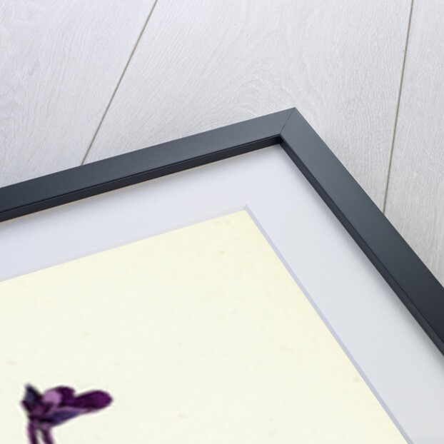 Pinguicula Vulgaris Common Butterwort by Anonymous