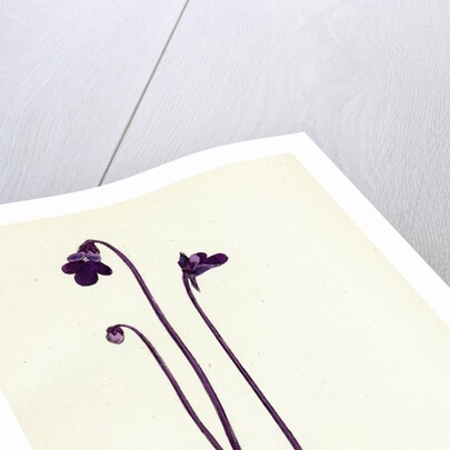 Pinguicula Vulgaris Common Butterwort by Anonymous