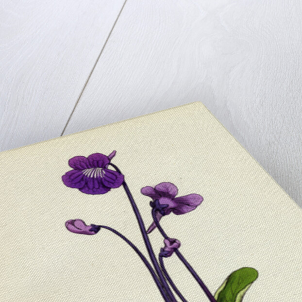 Pinguicula Grandiflora Large-Flowered Butterwort by Anonymous