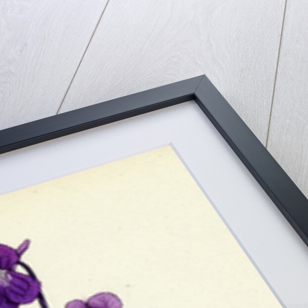 Pinguicula Grandiflora Large-Flowered Butterwort by Anonymous