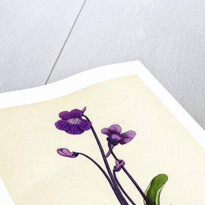 Pinguicula Grandiflora Large-Flowered Butterwort by Anonymous