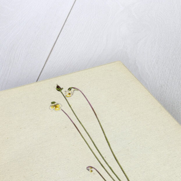 Pinguicula Alpina Alpine Butterwort by Anonymous