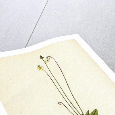 Pinguicula Alpina Alpine Butterwort by Anonymous
