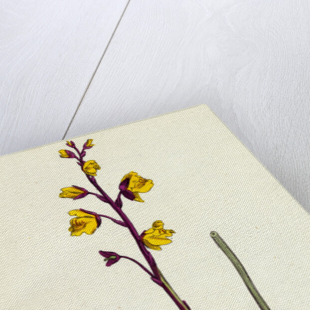 Utricularia Vulgaris Greater Bladderwort by Anonymous