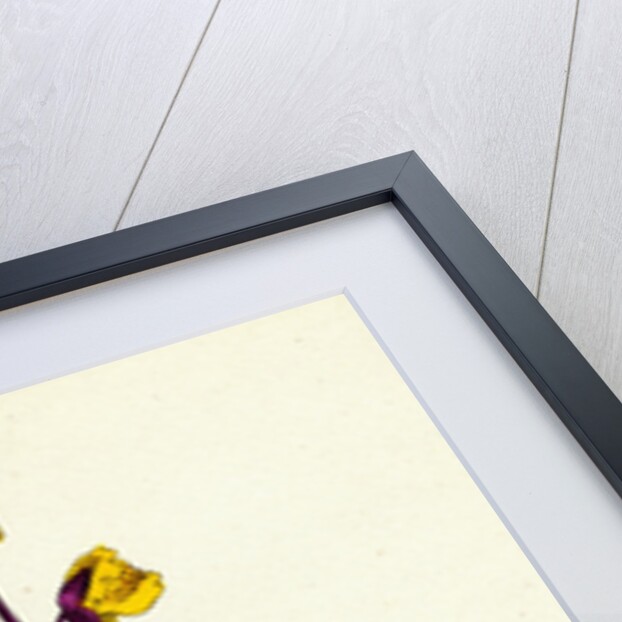 Utricularia Vulgaris Greater Bladderwort by Anonymous