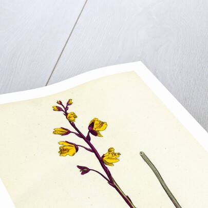 Utricularia Vulgaris Greater Bladderwort by Anonymous