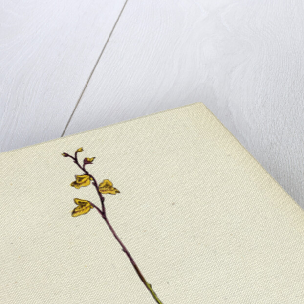 Utricularia Minor Lesser Bladderwort by Anonymous