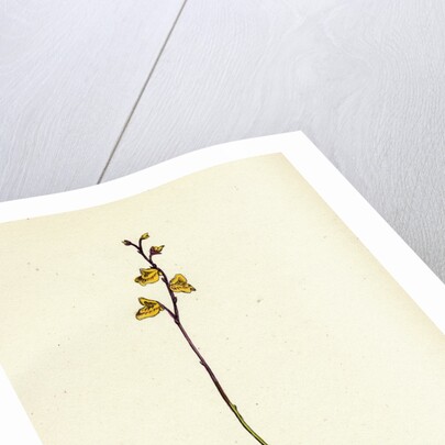 Utricularia Minor Lesser Bladderwort by Anonymous