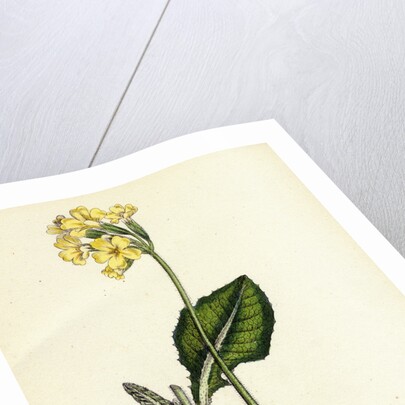 Primula Elatior Jaquin's Oxlip by Anonymous