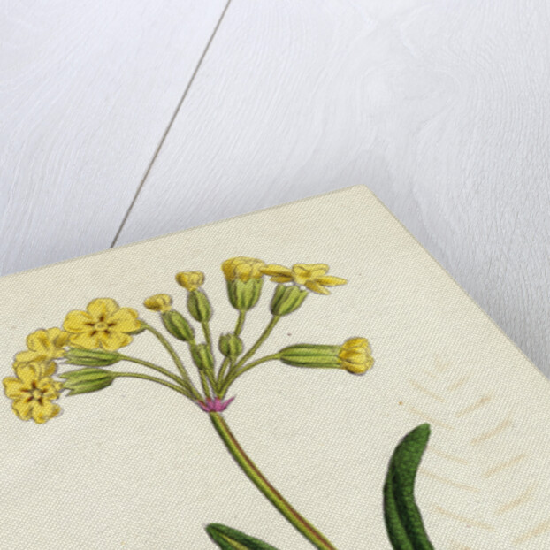 Primula Officinali-Vulgaris Cowslip Oxlip by Anonymous