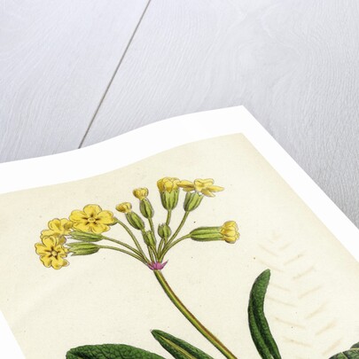 Primula Officinali-Vulgaris Cowslip Oxlip by Anonymous