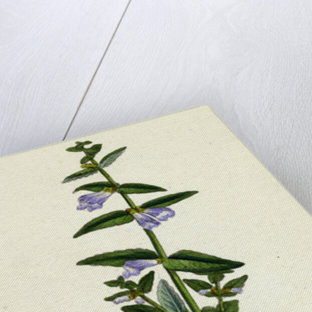 Scutellaria Galericulata Common Scull-Cap by Anonymous