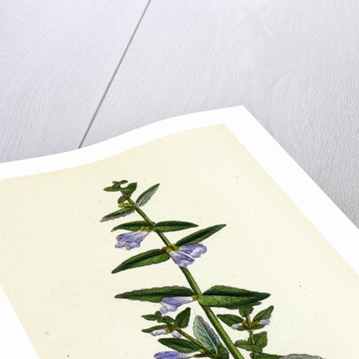 Scutellaria Galericulata Common Scull-Cap by Anonymous