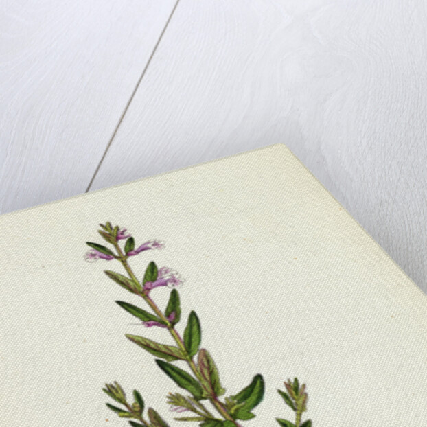 Scutellaria Minor Lesser Scull-Cap by Anonymous