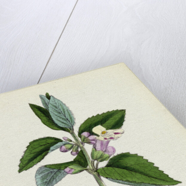 Melittis Melissophyllum Bastard Balm by Anonymous