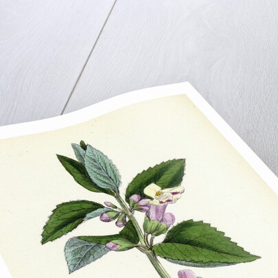 Melittis Melissophyllum Bastard Balm by Anonymous