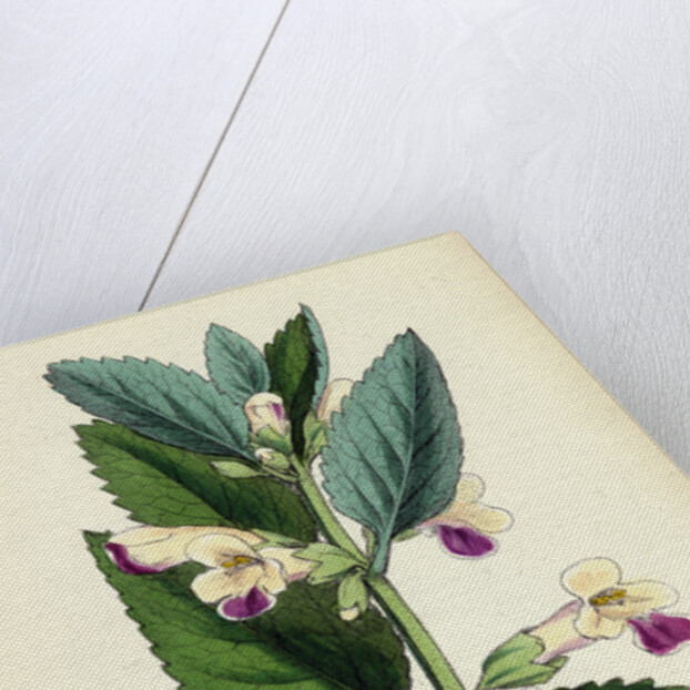 Melittis Melissophyllum (Grandiflora) Bastard Balm by Anonymous