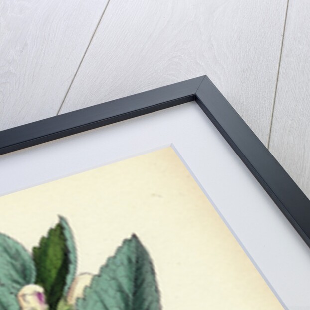 Melittis Melissophyllum (Grandiflora) Bastard Balm by Anonymous