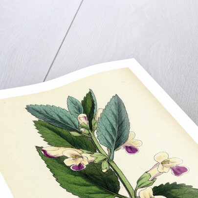 Melittis Melissophyllum (Grandiflora) Bastard Balm by Anonymous