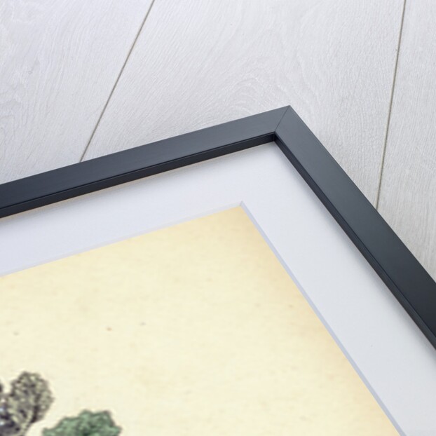 Marrubium Vulgare White Horehound by Anonymous