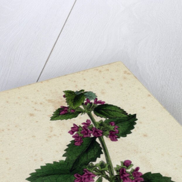 Ballota Nigra Var. Foetida Black Horehound Var. A. by Anonymous