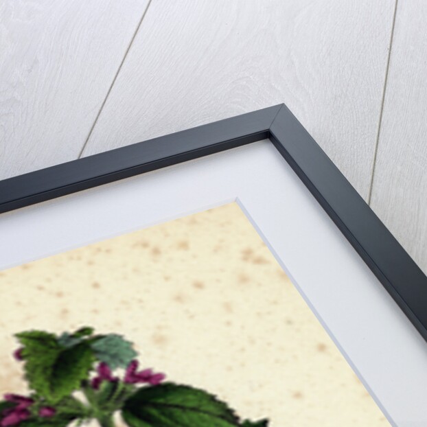 Ballota Nigra Var. Foetida Black Horehound Var. A. by Anonymous