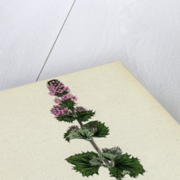 Mentha Crispa Curled Mint by Anonymous