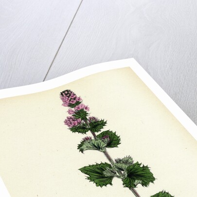 Mentha Crispa Curled Mint by Anonymous