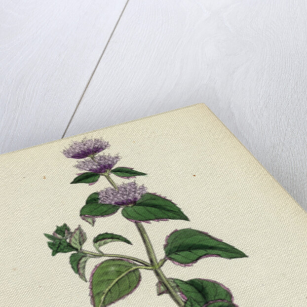 Mentha Citrata Bergamot Mint by Anonymous