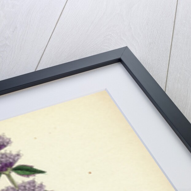 Mentha Citrata Bergamot Mint by Anonymous