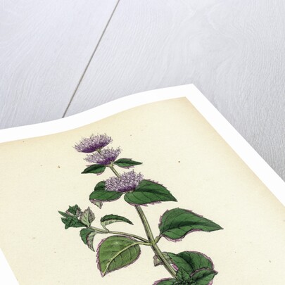 Mentha Citrata Bergamot Mint by Anonymous