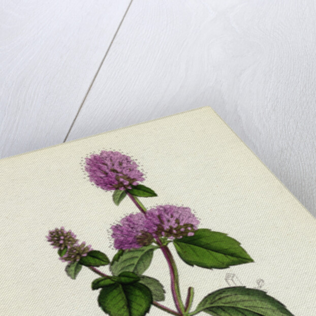 Mentha Hirsuta Hairy Water Mint by Anonymous