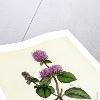 Mentha Hirsuta Hairy Water Mint by Anonymous