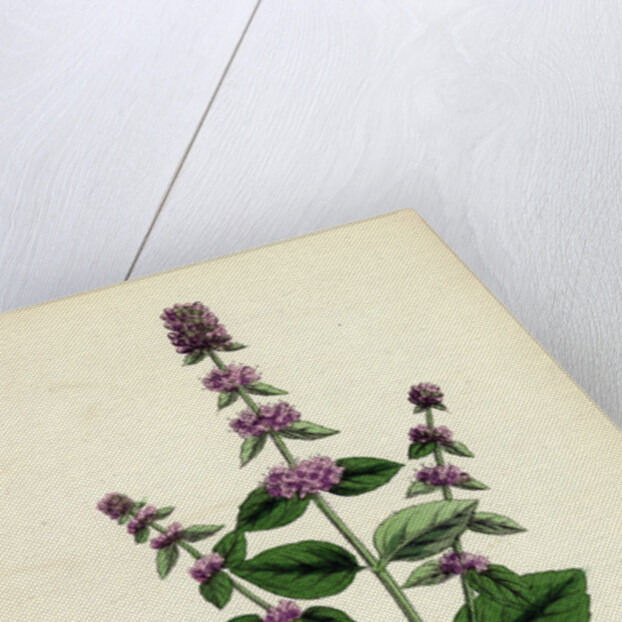 Mentha Sativa Var. Paludosa Marsh Whorled Mint Var. B. by Anonymous