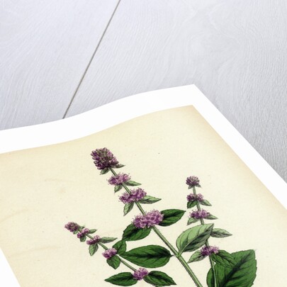 Mentha Sativa Var. Paludosa Marsh Whorled Mint Var. B. by Anonymous